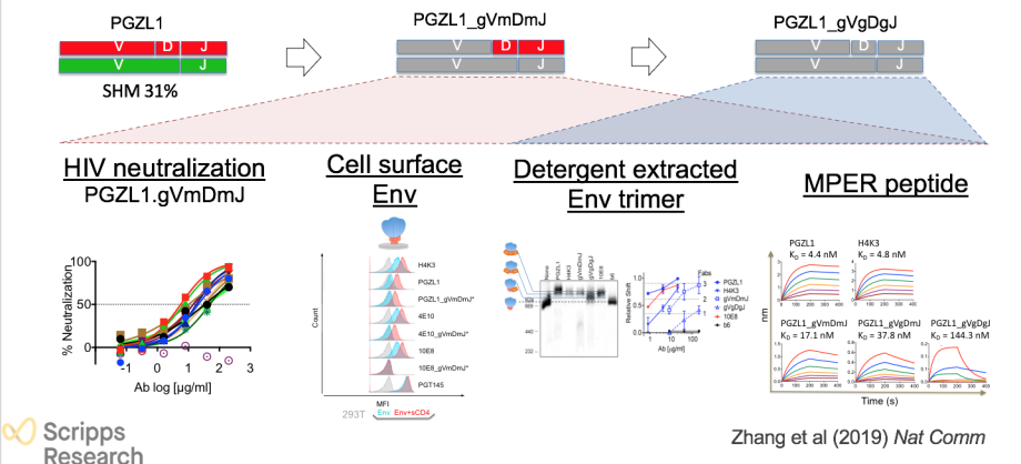 PGZL1.H4K3 Binding To Viral Membrane-MPER Epitope PGZL1 Germline ...