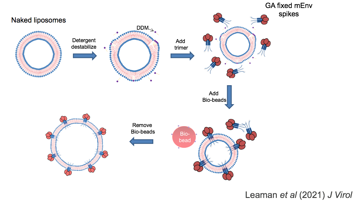 Membrane Env Liposomes (MELs)